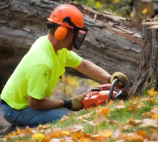 tree services Darbydale